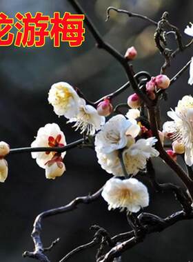 原生扦插龙游梅盆栽盆景地栽梅花树苗 梅花小苗冬季庭院耐寒花卉