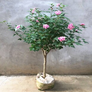 木槿花盆栽重瓣木槿棒棒糖花苗庭院绿化地栽风景树可食用木槿树苗