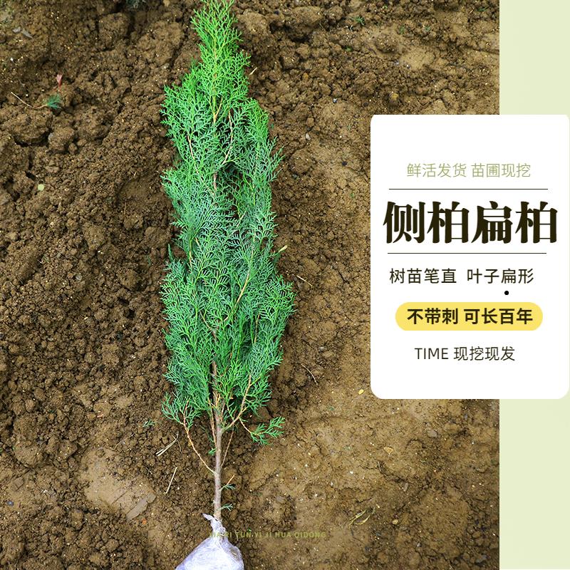 扁柏树苗 侧柏枝树苗塔柏大松柏树苗塔松龙柏叶子可熏腊肉四季青