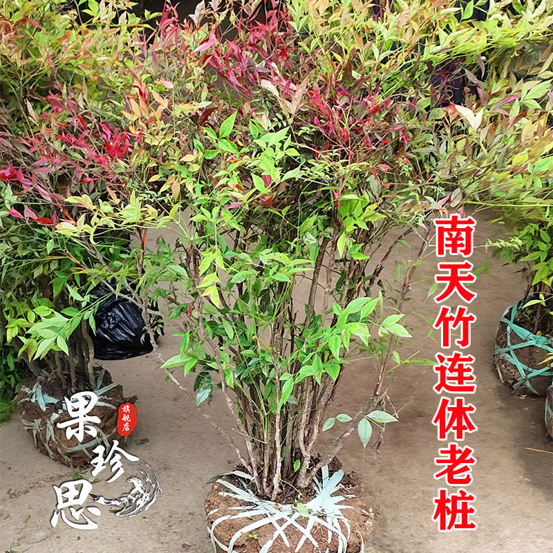 火焰南天竺树苗庭院老桩盆景植物四季红天竹室内客厅阳台盆栽竹子