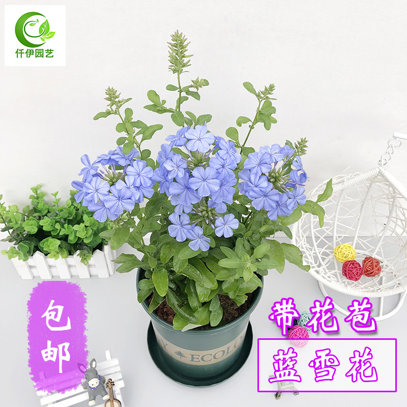 蓝雪花盆栽花苗角柱花阳台爬藤开花植物窗台庭院子耐热绿植带花苞