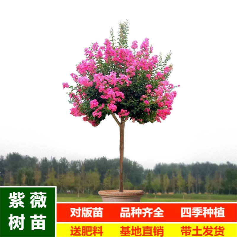 紫薇花树苗庭院耐寒小叶矮化丛生绣球/木绣球/圆锥乔