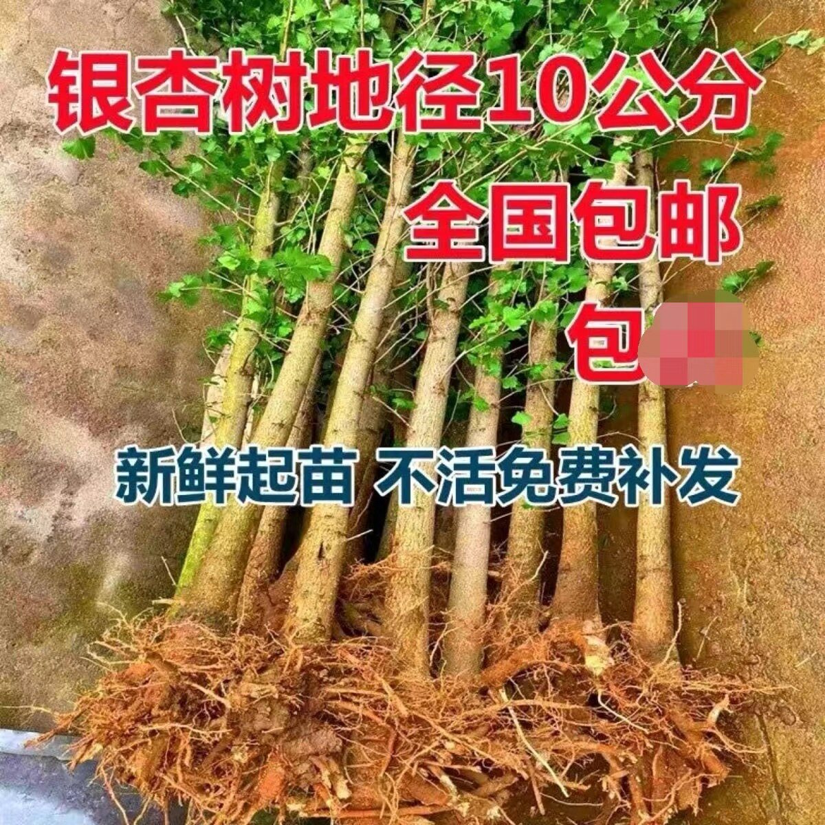 银杏树大树活苗庭院老桩耐寒易活绿化苗木行道树金叶南北方种植