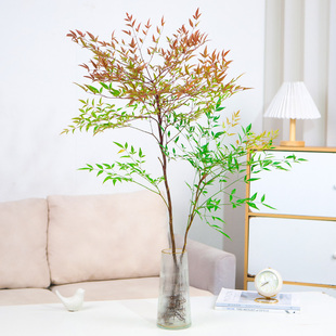 火焰水培植物南天竹盆栽水养室内带根富贵竹绿植比吊钟马醉木好养