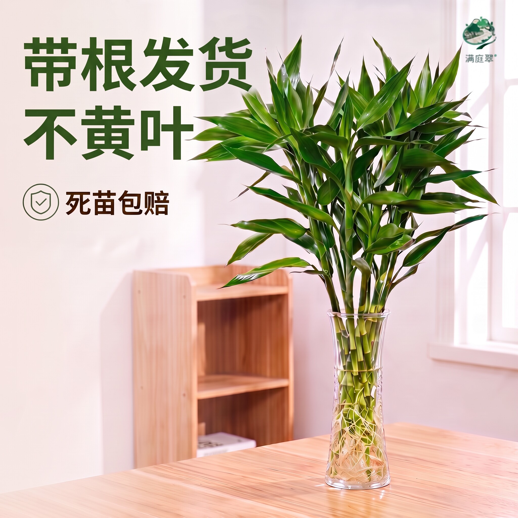 带根富贵竹水培绿植净化空气易活
