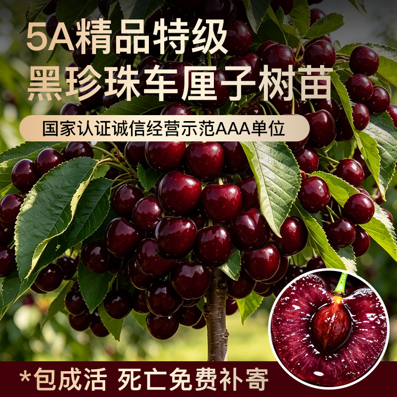 正宗特大黑珍珠美早樱桃树苗