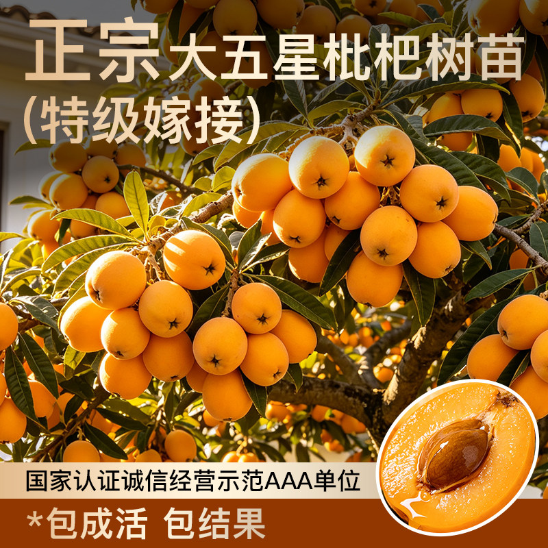 大五星无核枇杷嫁接果树苗大苗