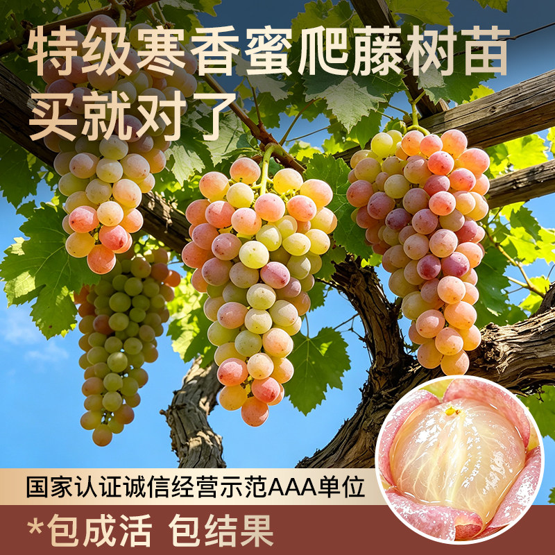 正宗寒香蜜无籽葡萄树苗庭院盆栽