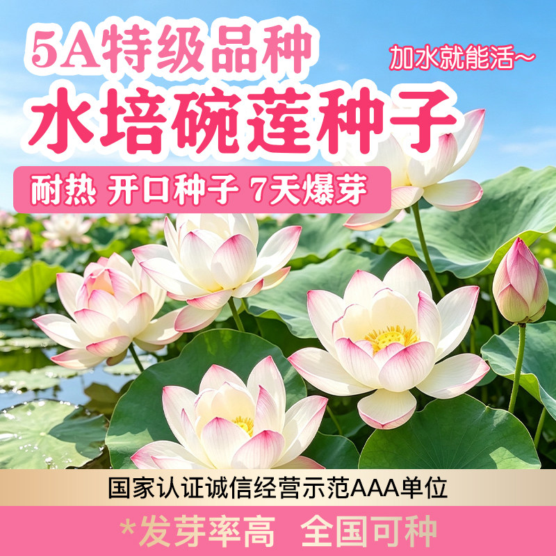 碗莲种子四季开花水培优质室内绿植