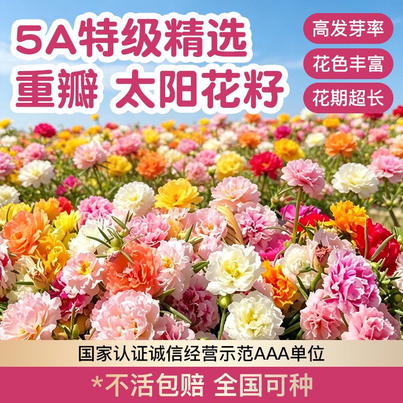 重瓣太阳花种子四季易活大促热销