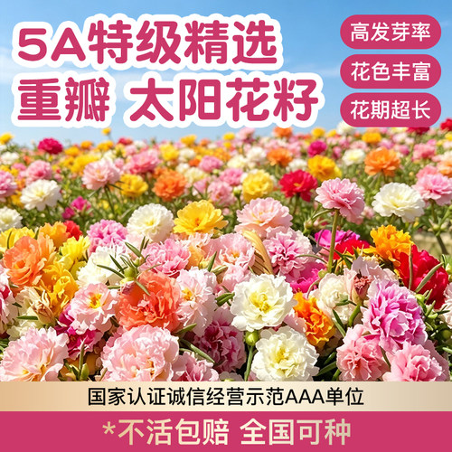 重瓣太阳花种子四季易活大促热销