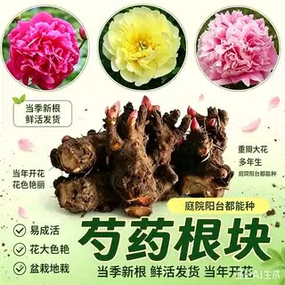 重瓣芍药花带芽室内盆栽庭院地栽阳台花卉种球xy