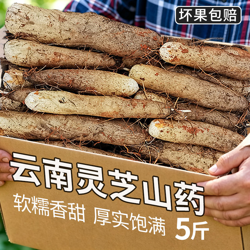云南灵芝山药新鲜软糯蔬菜大根