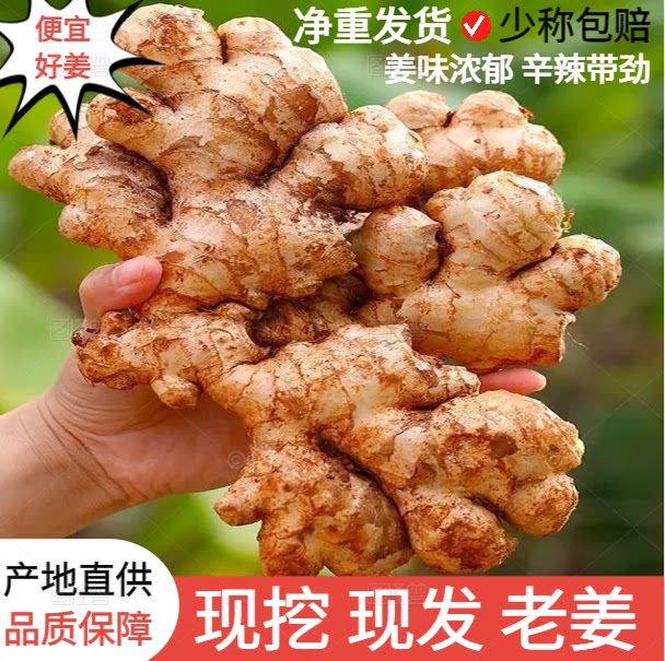大山里的新鲜月子姜老姜大黄姜图片