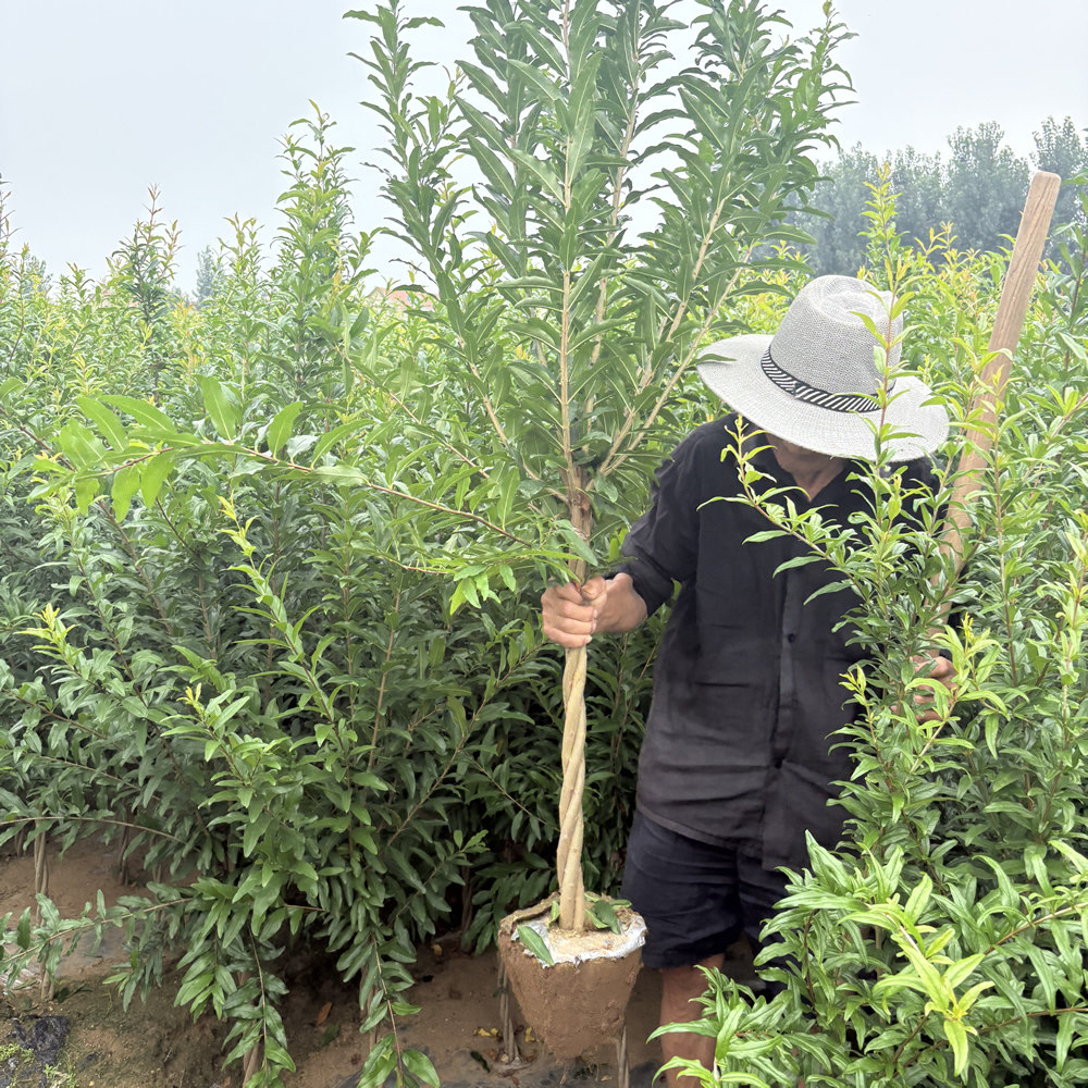 编织麻花造型软籽石榴树苗南北方种植盆栽地栽庭院果树苗花园植物
