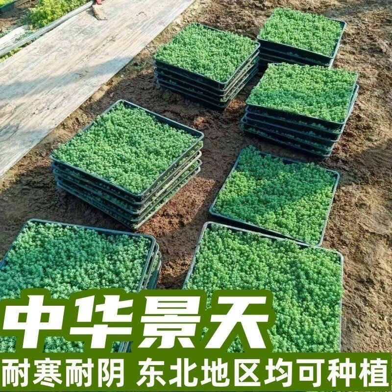 中华景天万年草矮麦冬耐寒耐旱