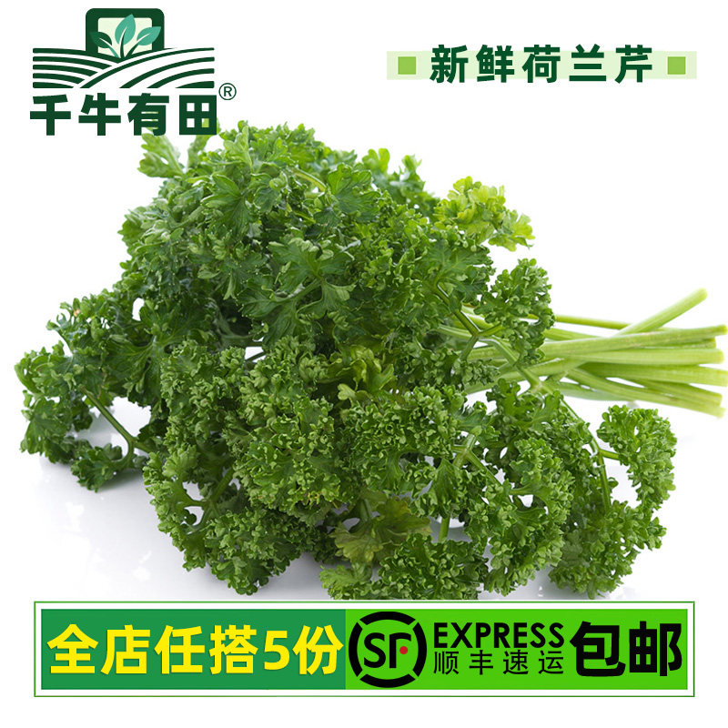 新鲜欧芹法香西餐摆盘装饰香草