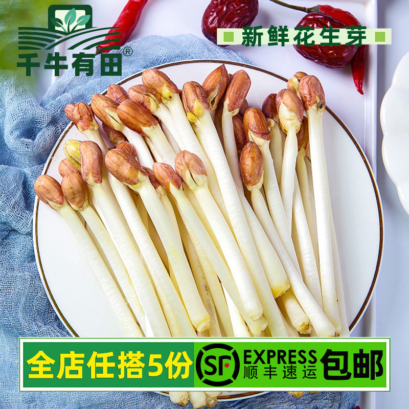 新鲜花生芽食用火锅沙拉