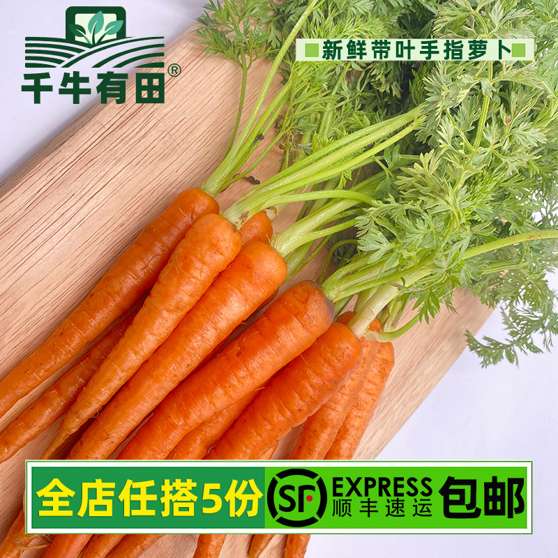 迷你手指萝卜西餐食材果蔬