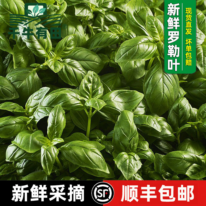 新鲜甜罗勒圣罗勒欧罗basil香草