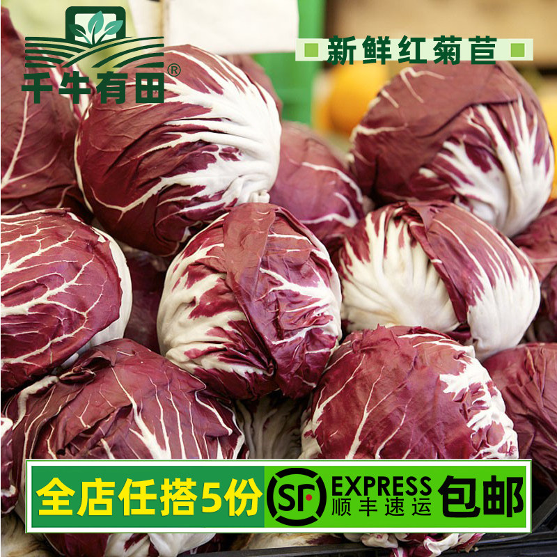 新鲜红菊苣红叶包菜落地球