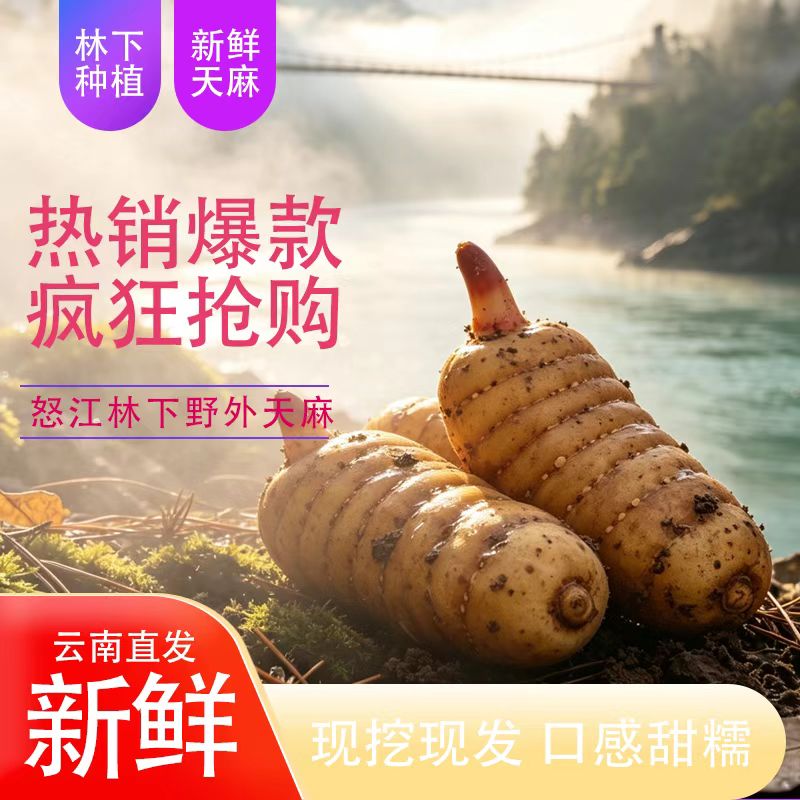 云南怒江林下现挖甜糯新鲜天麻