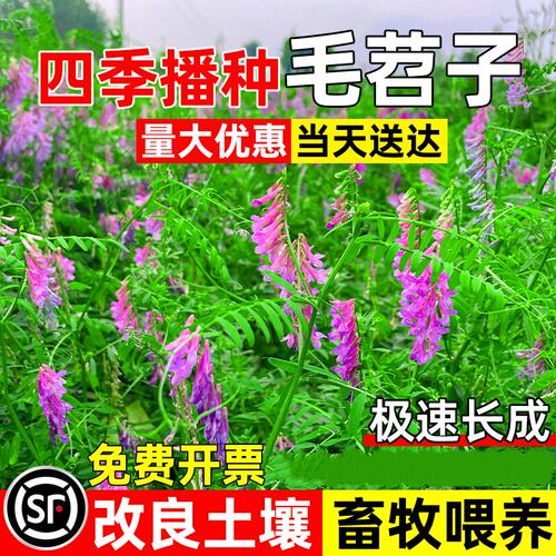 光叶紫花苕种子毛果园绿肥