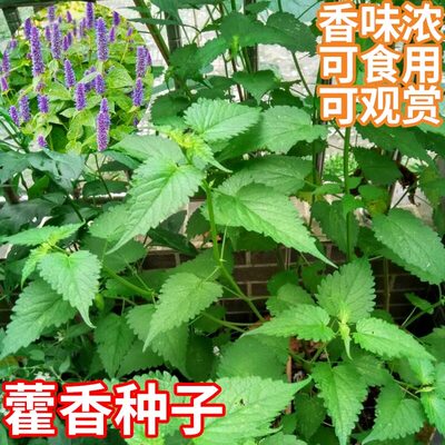 藿香种子食用解暑正气草籽