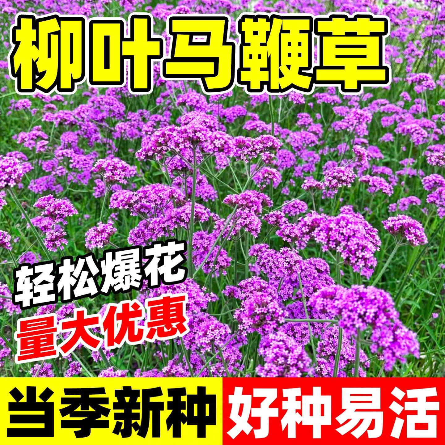 柳叶马鞭草种子春秋播多年图片