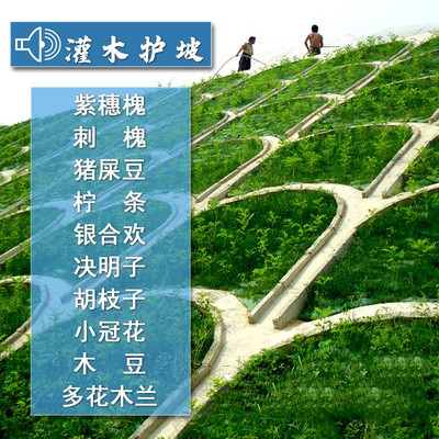 护坡灌木种子紫穗槐刺银合
