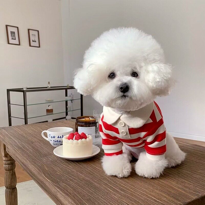 狗狗秋冬季 休闲条纹圆领T恤海军风猫咪两脚中小型犬宠物泰迪衣服