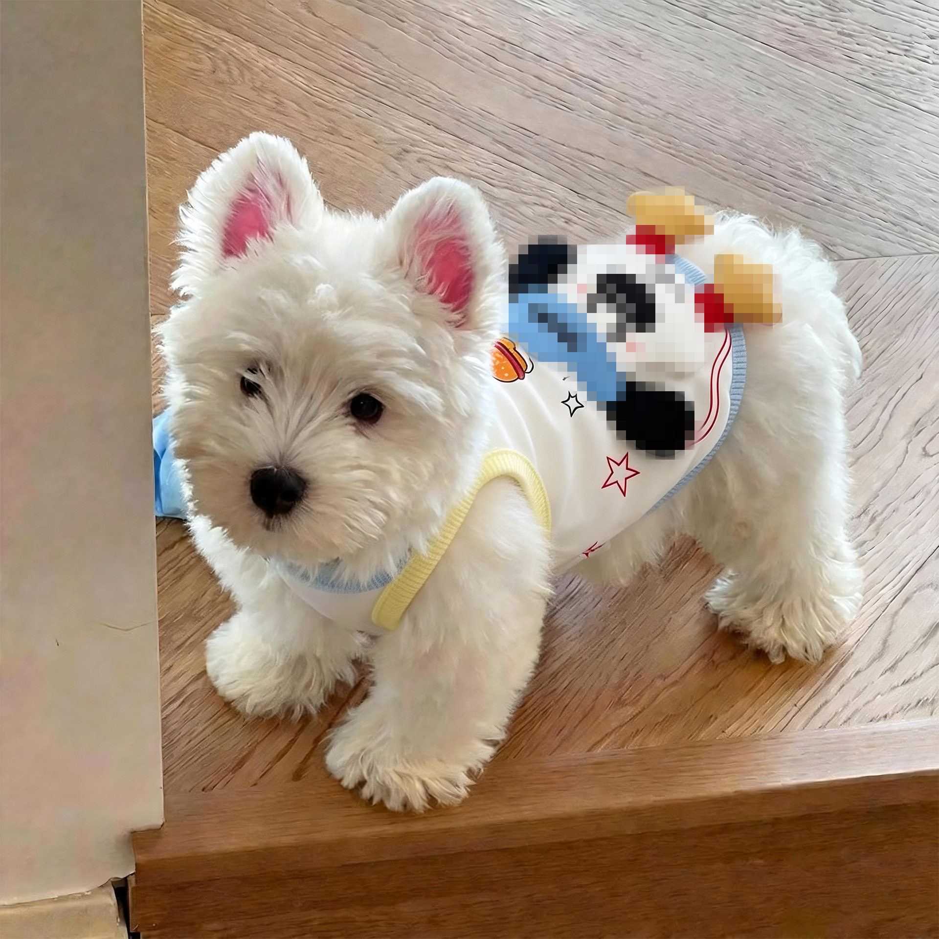 2026新款狗狗衣服小狗宠物比熊小型犬薄款漂亮夏季背心可爱猫衣服