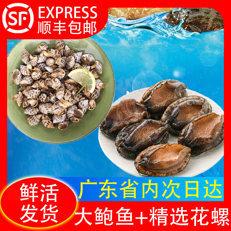 【码头海鲜】6头大鲍鱼+精选花螺家庭海鲜套餐【广东省内包鲜活】