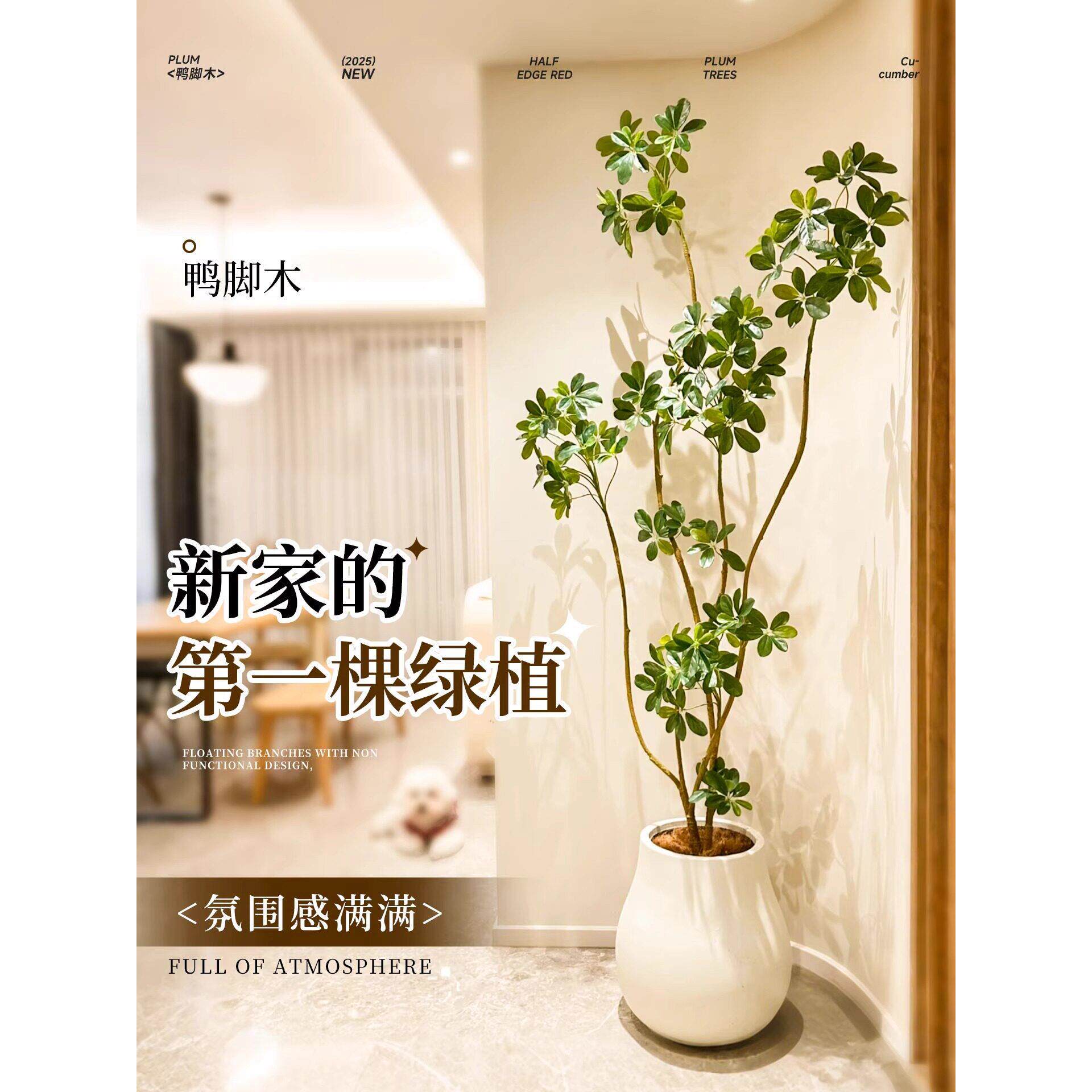 鸭脚木客厅大盆栽八方来财造型鸭掌木室内落地式大型四季常青植物