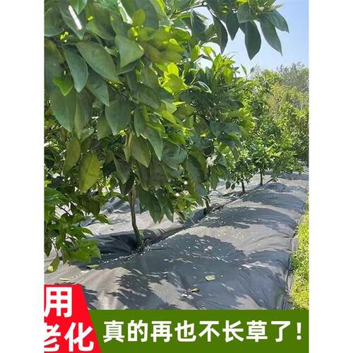 防草布农用加厚园艺除草布地布耐用抗老化遮盖草果园果树保湿地膜