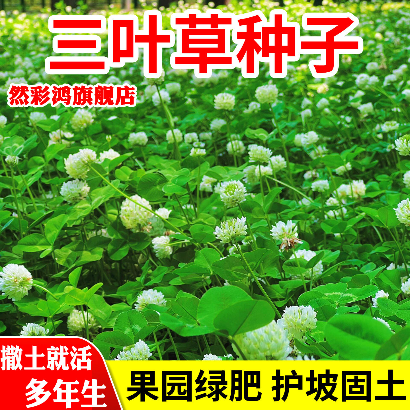 三叶草种子四季播种红白三叶草果园绿肥四叶草庭院绿化车轴草籽种
