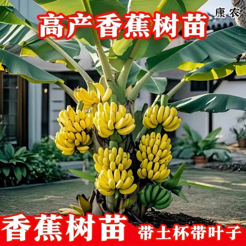 香蕉树苗盆栽地芭粉耐寒矮图片