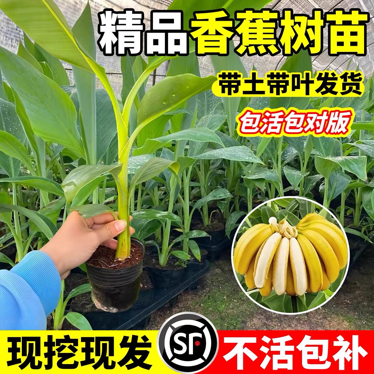 香蕉树苗盆栽地芭粉耐寒矮图片