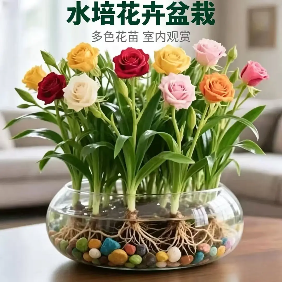 【下单立减50】水培植物浓香型玫瑰花种球水养花卉室内外盆栽HX