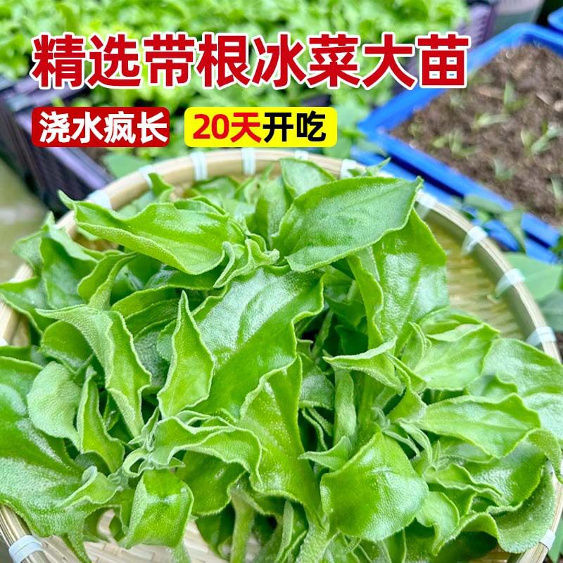 【下单立减50】水晶冰菜苗冰草秧苗冰苗种籽子带土球四季蔬菜WZ