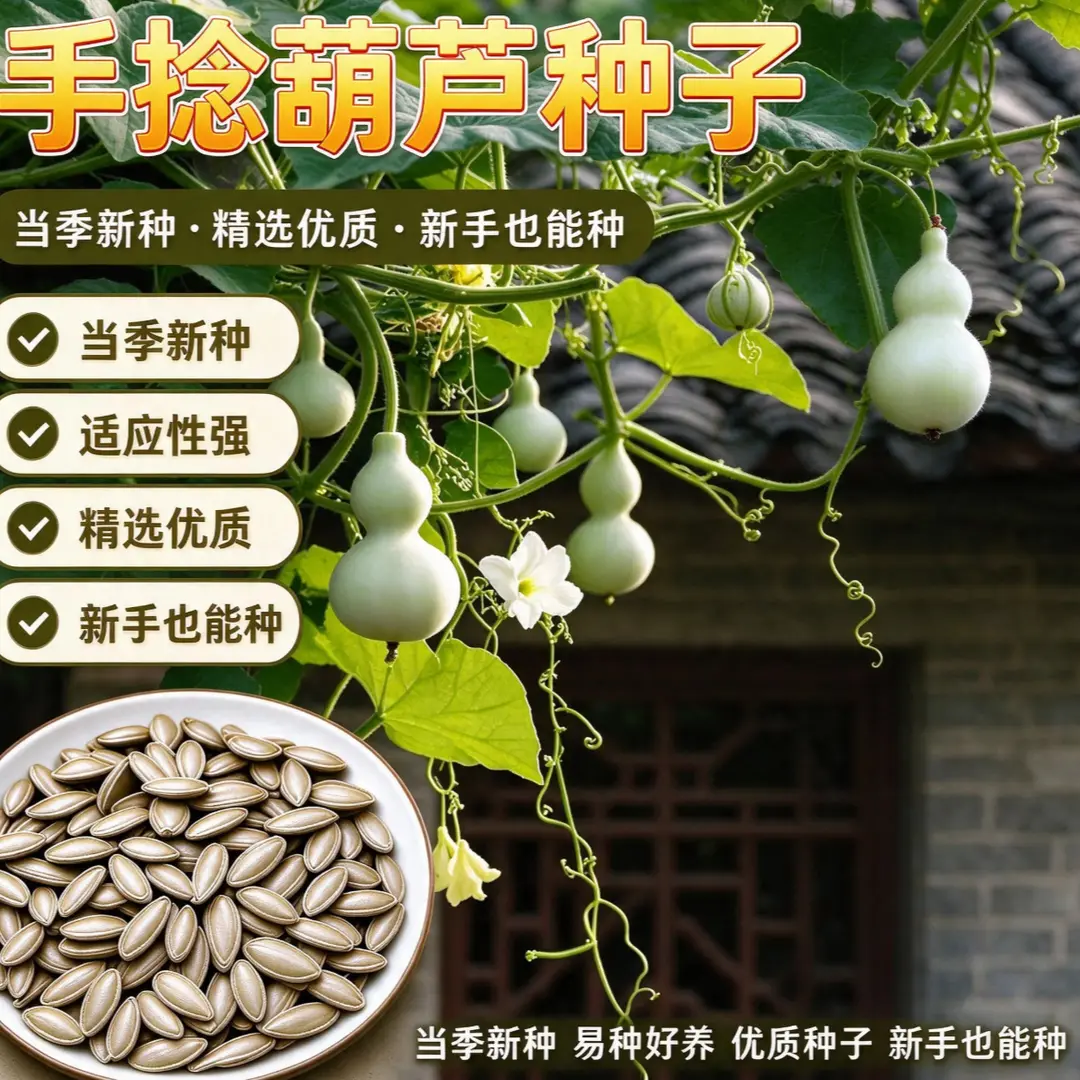 【下单立减50】手捻文玩葫芦种子庭院阳台盆栽爬藤观赏葫芦种籽WZ
