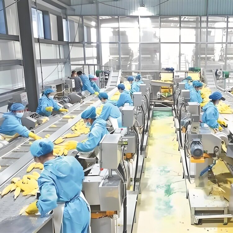 鲜玉米剥皮机糯玉米加工设备竹笋藕片玉米漂烫蒸煮机流水线