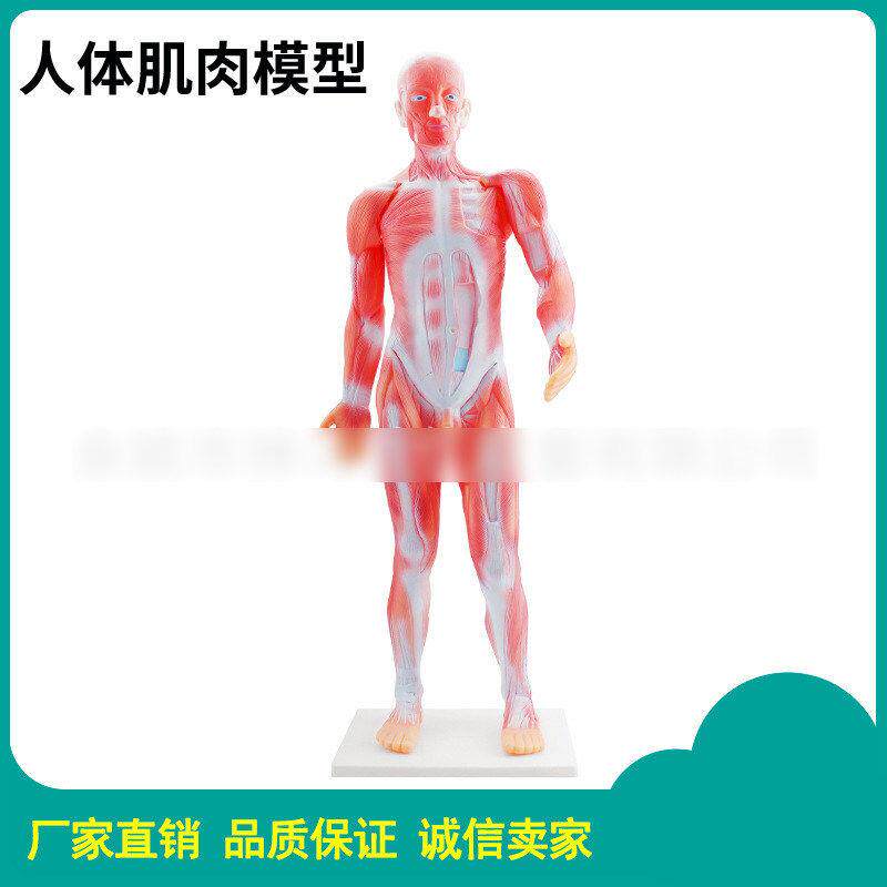 人体肌肉模型3224男性正常成人肌肉模型适用于体育艺术院校医学校