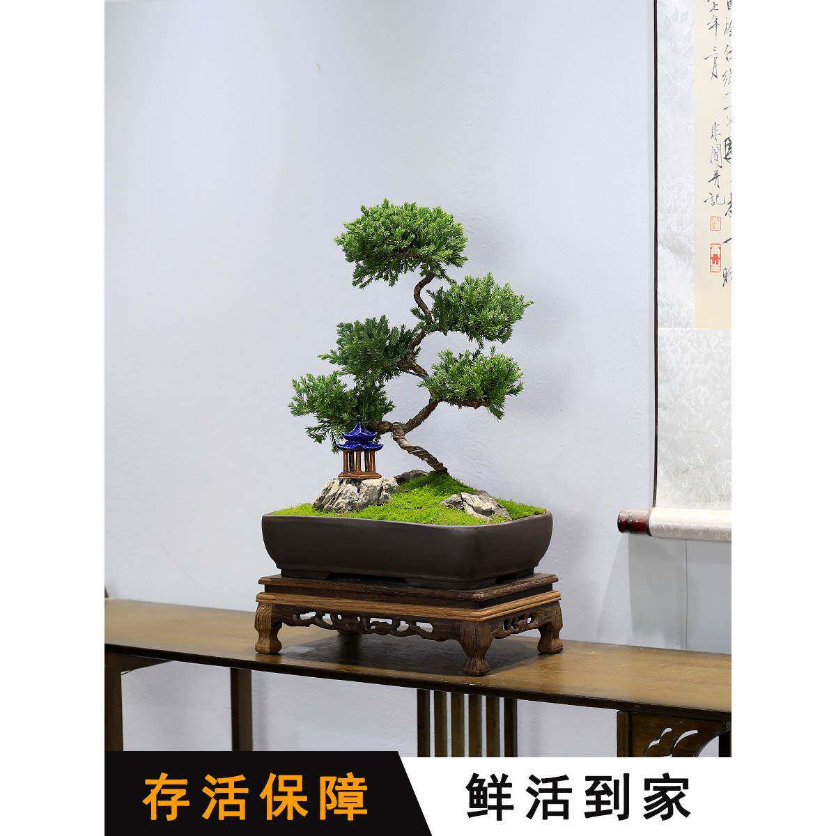 地柏盆景造型老桩植物办公室绿植真柏客厅室内桌面盆栽柏树好养