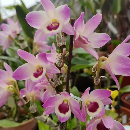 红芯粉佳人（95杯盆）3支 春石斛盆栽兰花客厅阳台新手好养开花美