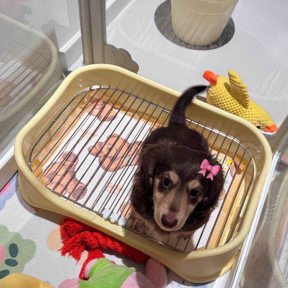 防踩屎狗厕所小型犬不锈
