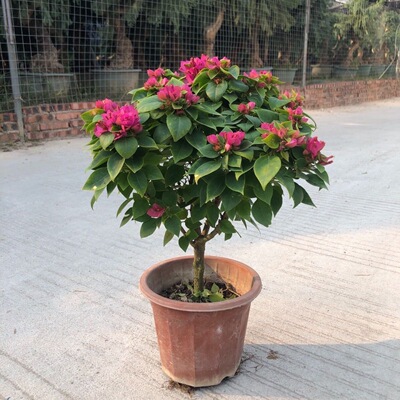 塔紫小桃红三角梅老桩爬藤飘枝阳台庭院花卉四季勤开花好养福建发