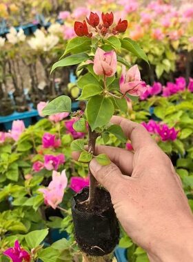 暗斑娆三角梅袋苗小苗满根系阳台庭院花卉四季勤开花好养福建发