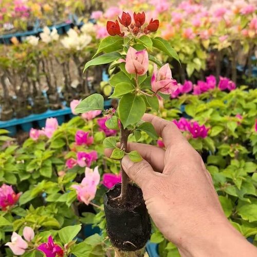 暗斑娆三角梅袋苗小苗满根系阳台庭院花卉四季勤开花好养福建发