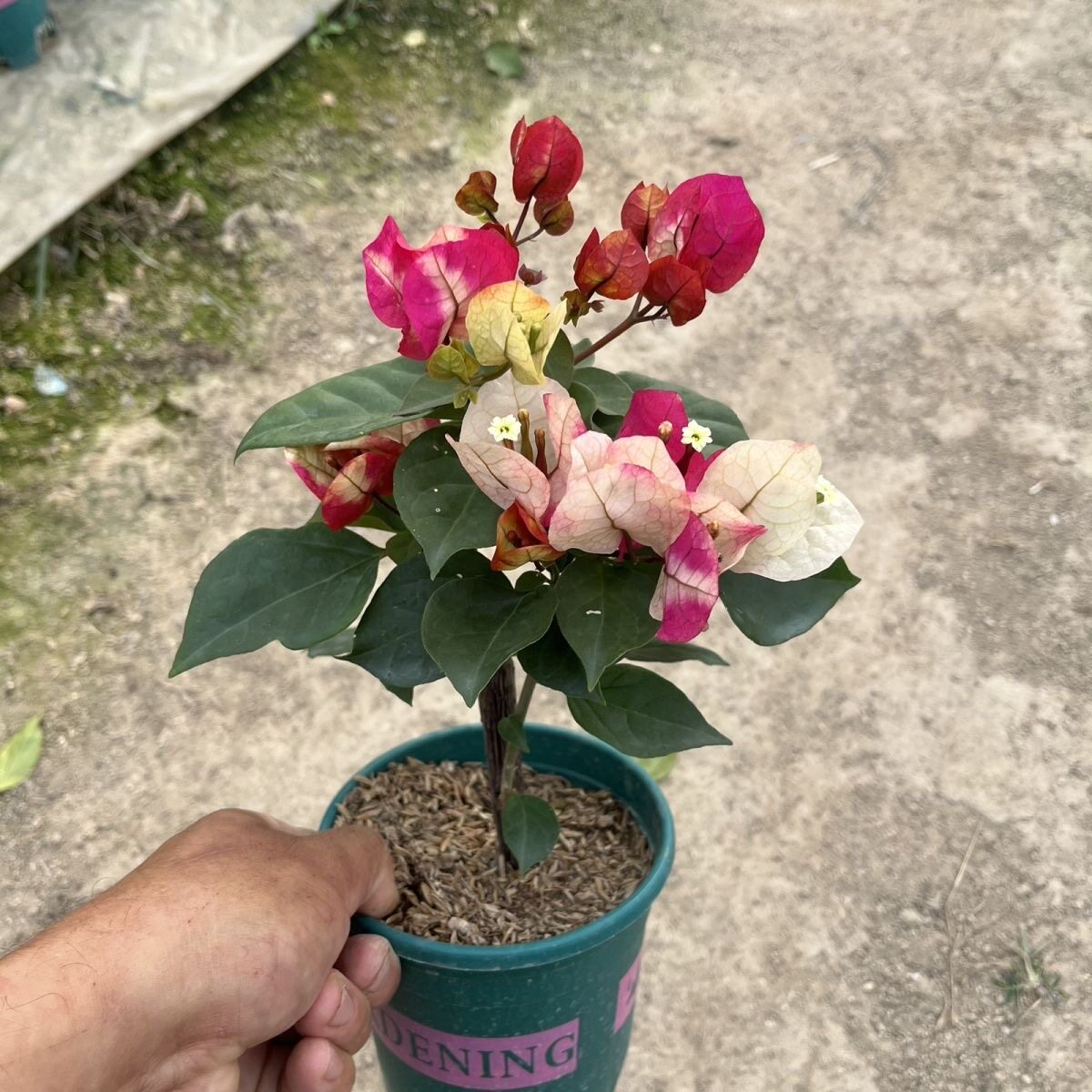 画报掌中宝三角梅老桩爬藤高飘枝阳台庭院花卉好养四季勤开花带花